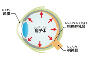 房水（ぼうすい）と眼圧