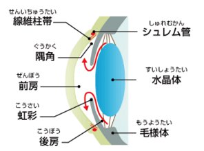 房水の流れ