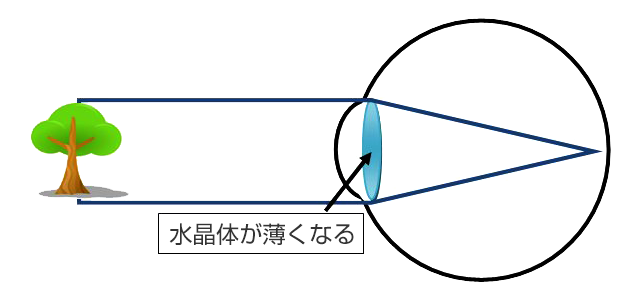 水晶体が薄くなる