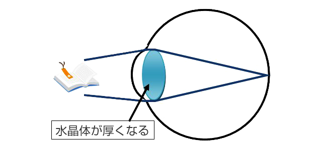 水晶体が厚くなる